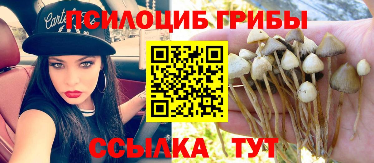 Ленинск-Кузнецкий  Псилоцибиновые грибы Psilocybine cubensis  Вход с VPN 